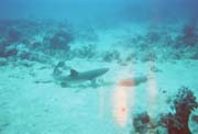 Great Barrier Reef - The Wall