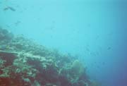 Great Barrier Reef - The Wall