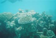 Great Barrier Reef