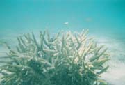 Great Barrier Reef