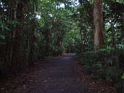 Cape Tribulation