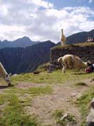 Macchu Picchu