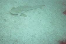 Leopard Shark