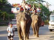 Elephant Rides